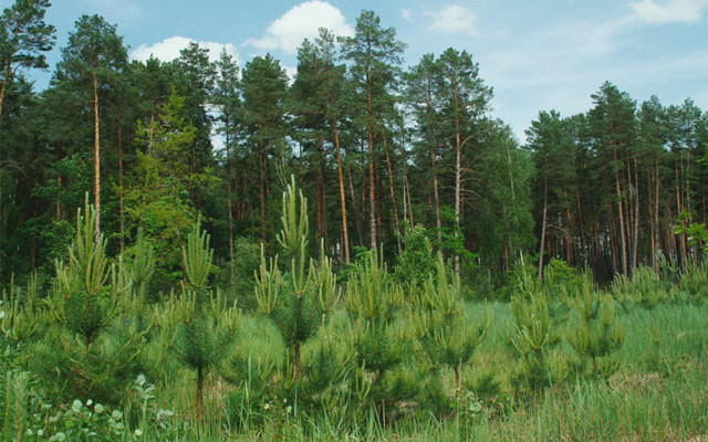 Самозалісені землі: чому прокурори йдуть до суду замість місцевих рад