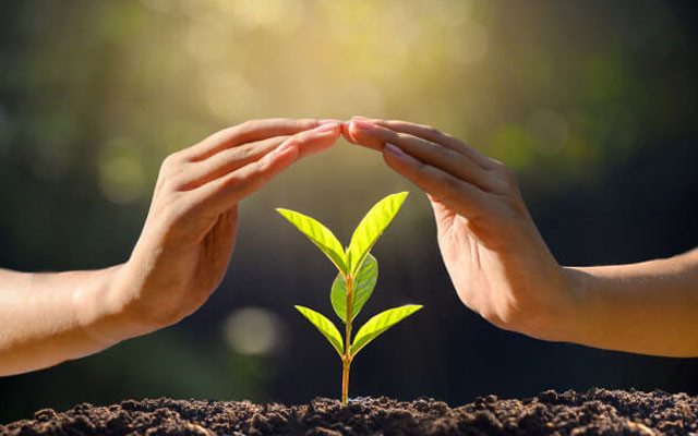 Рослинний світ у власності народу: чому громади не мають механізмів захисту